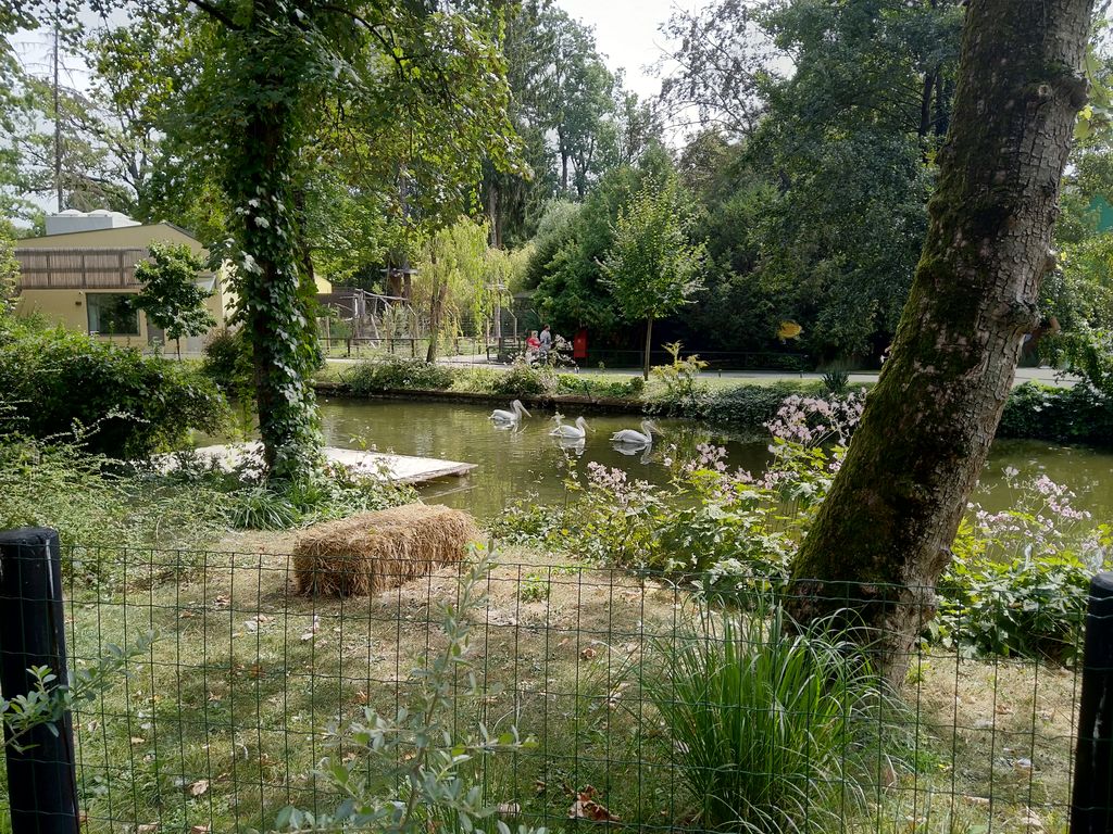 Nokia 8 Sirocco (Foto: HMD Global)