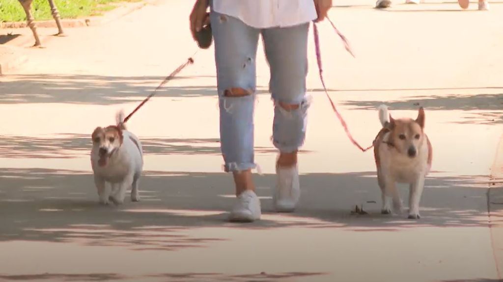 Nika Fleiss sa svojim psima - 12