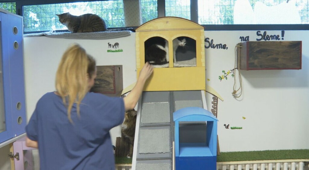 In Magazin: Mačji hotel