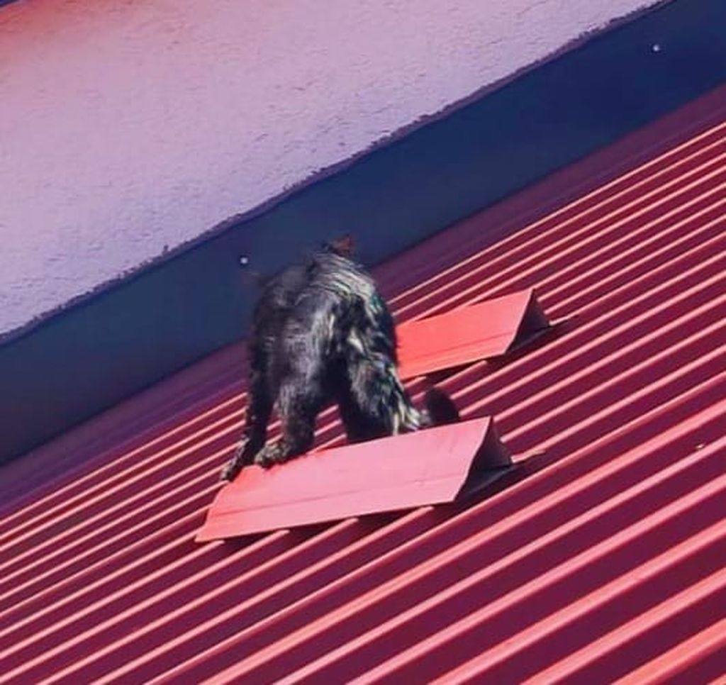 Spašavanje mačke na limenom krovu - 3