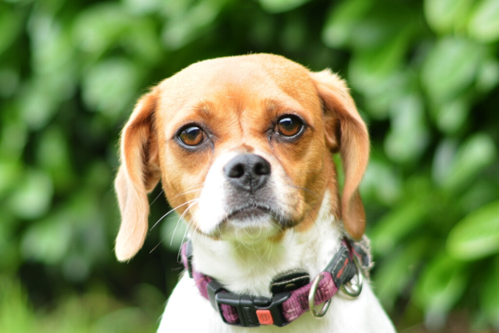 Međunarodni dan beskućnih životinja obilježit će se u Dumovcu u subotu 19. kolovoza - 1