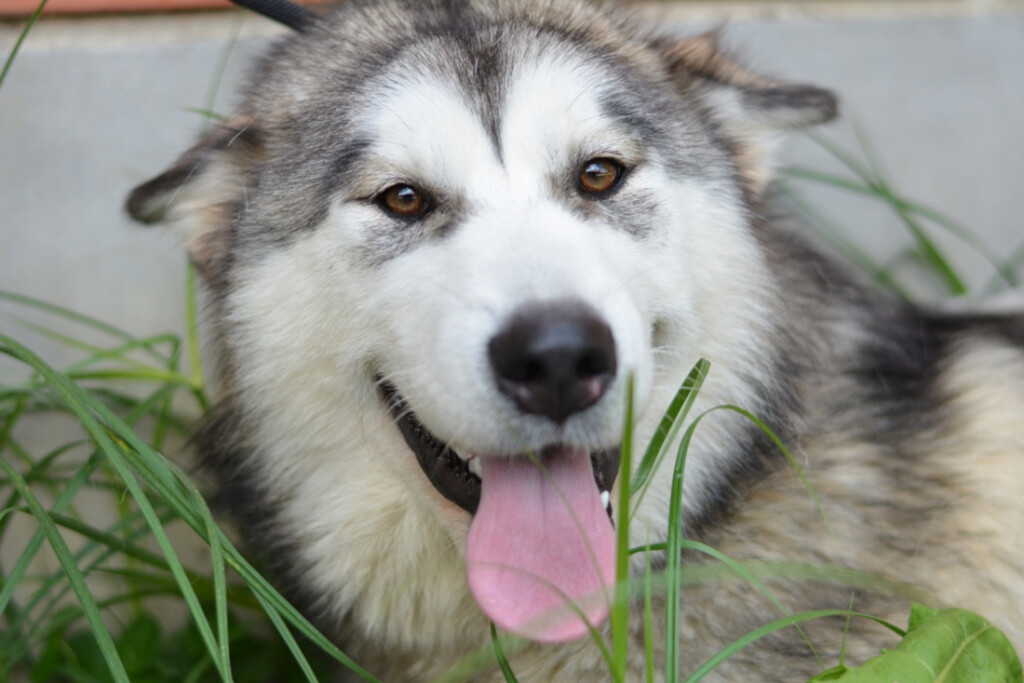 Međunarodni dan beskućnih životinja obilježit će se u Dumovcu u subotu 19. kolovoza - 3