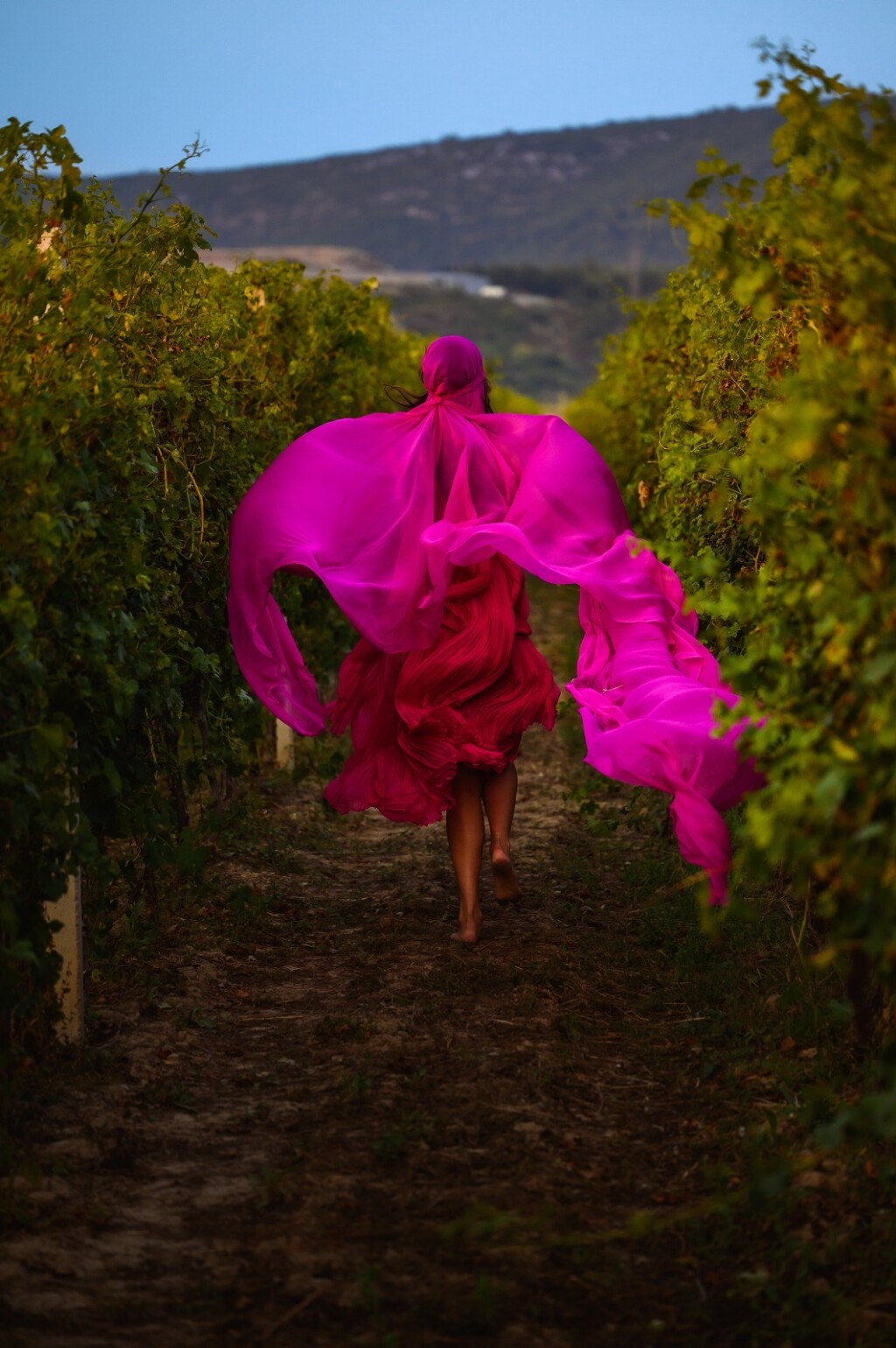 Kampanja Vinogradi djetinjstva Matije Vuice - 2