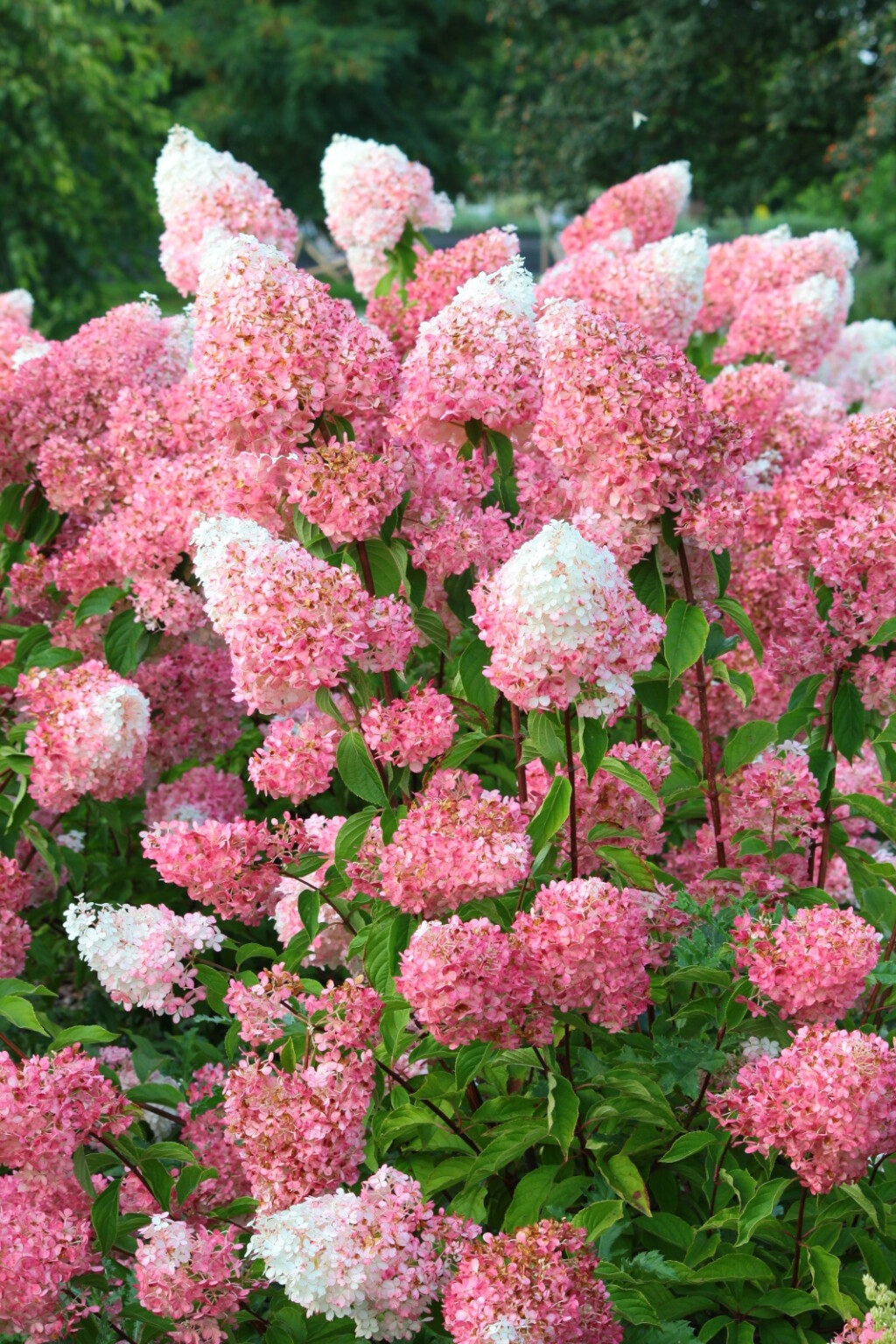 Hortenzija paniculata Vanille