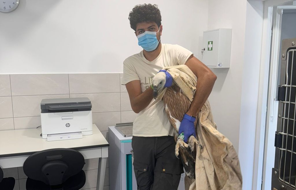 Bjeloglavi sup Grif u moru