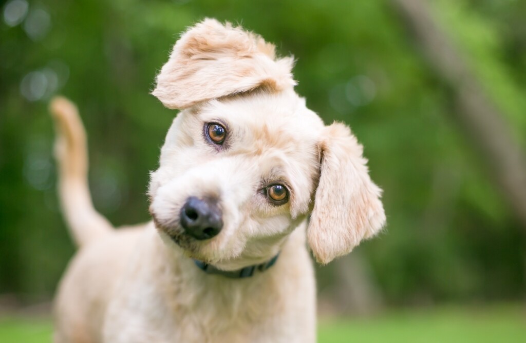 Psi naginju glavu kad im govorimo