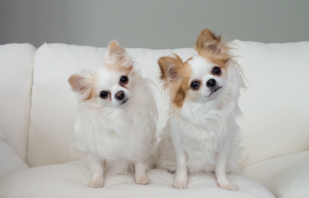 Psi naginju glavu zbog građe uha