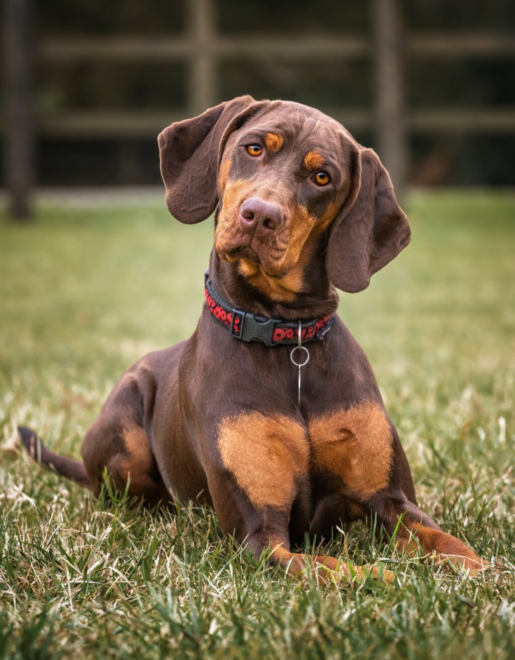 Psi naginju glavu kad im govorimo