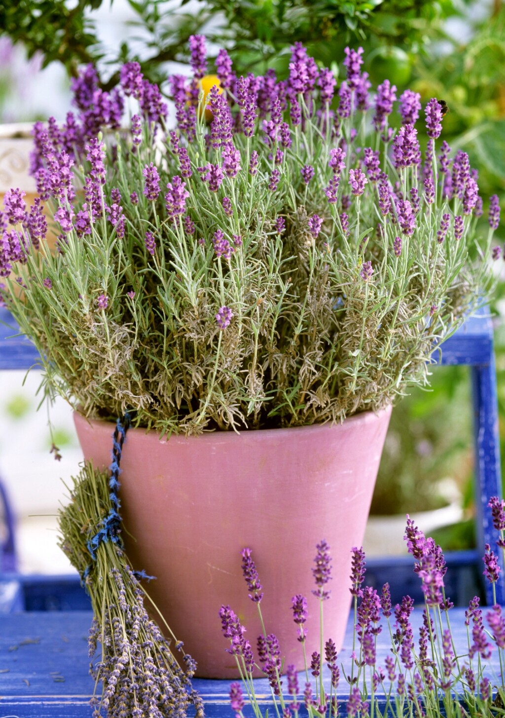 Lavanda