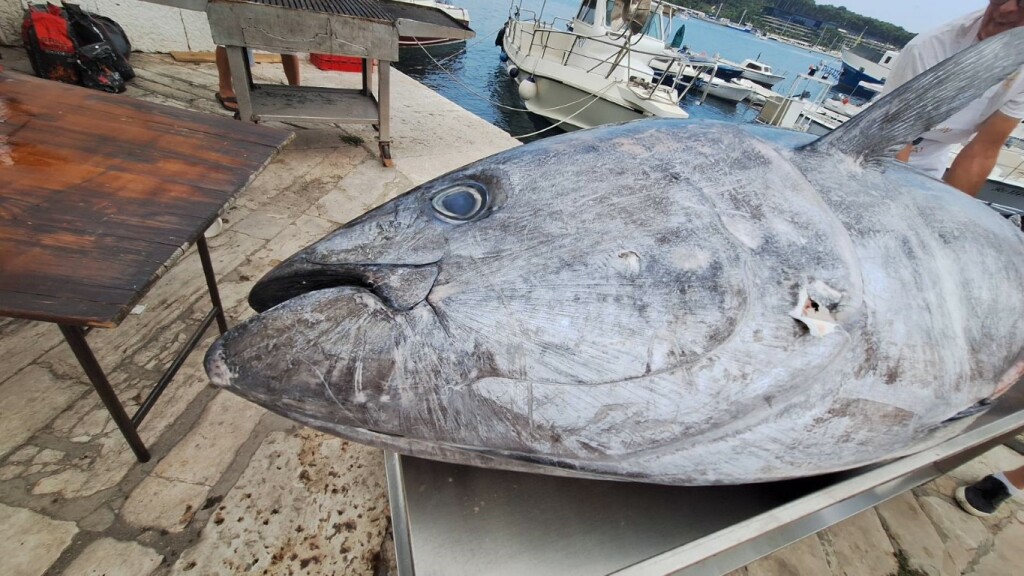 Tuna fest Rovinj - 9