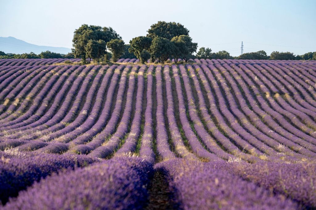 Polja lavande u Brihuegi u Španjolskoj - 6