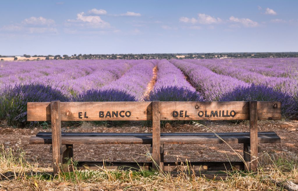 Polja lavande u Brihuegi u Španjolskoj