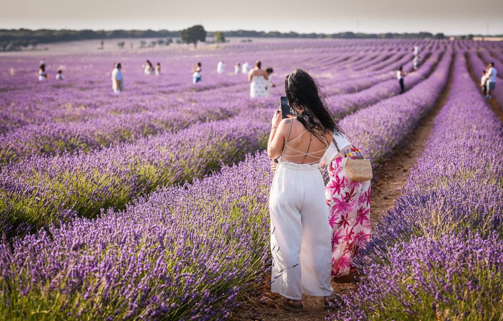 Polja lavande u Brihuegi u Španjolskoj - 10