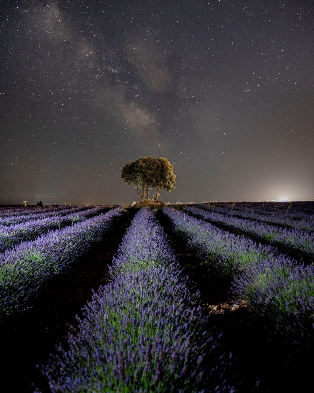 Polja lavande u Brihuegi u Španjolskoj - 13