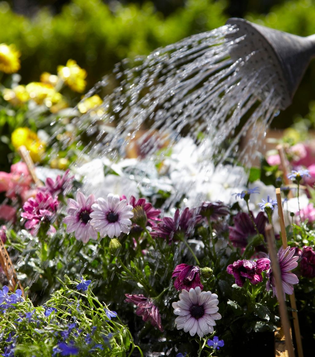 Oprezno zalijevajte, previše nikad nije dobro