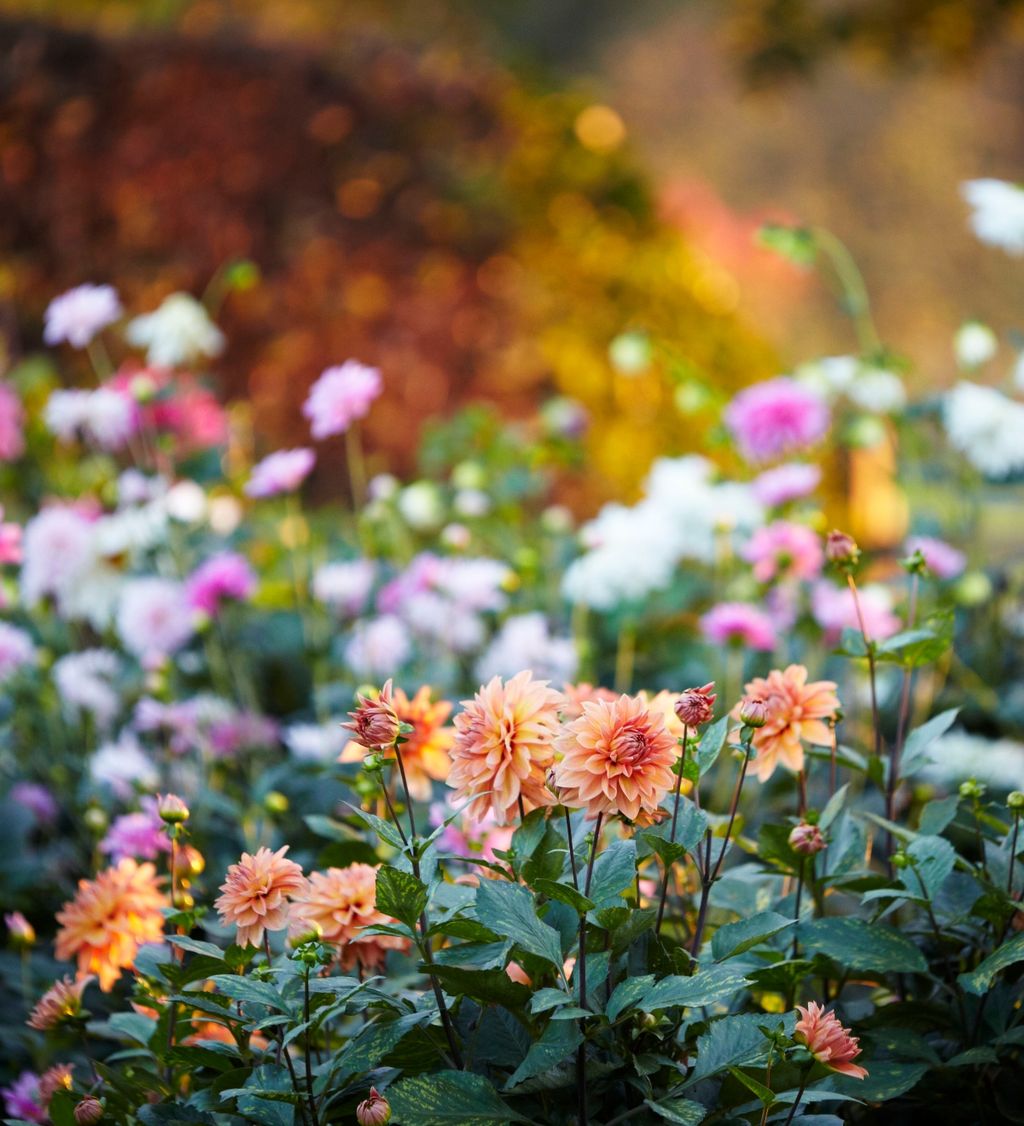 Dalije cvjetaju tijekom kasnog ljeta i rane jeseni