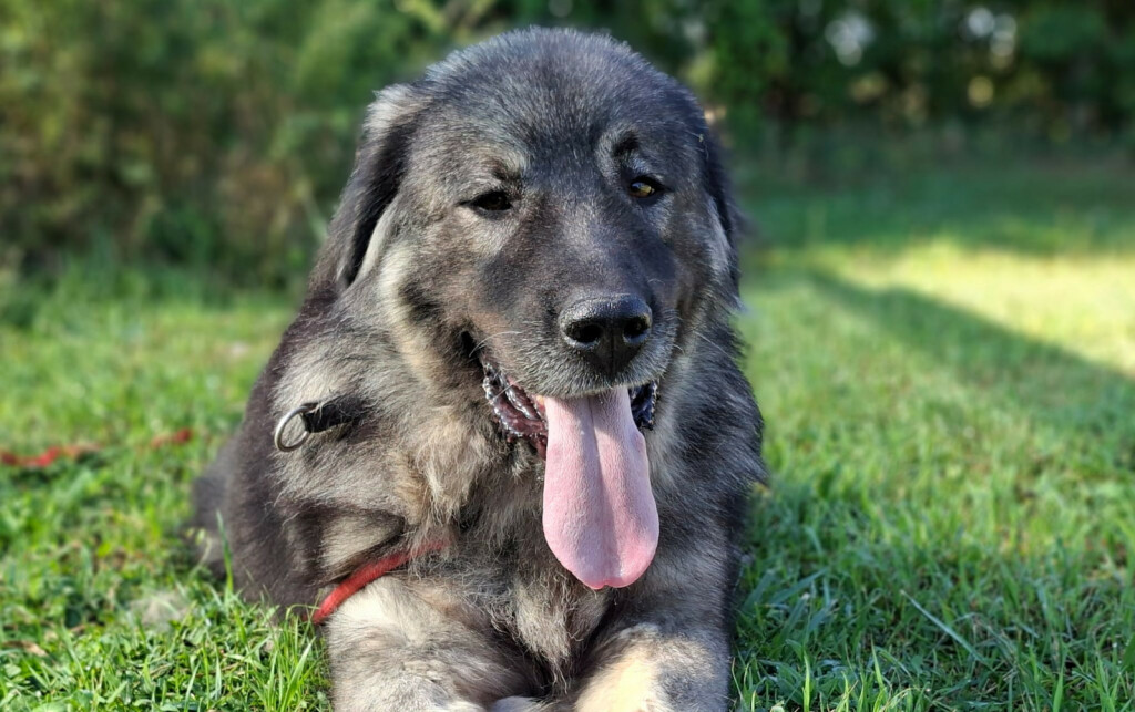 Prvi Dumovečki buvljak održat će se u petak - 4