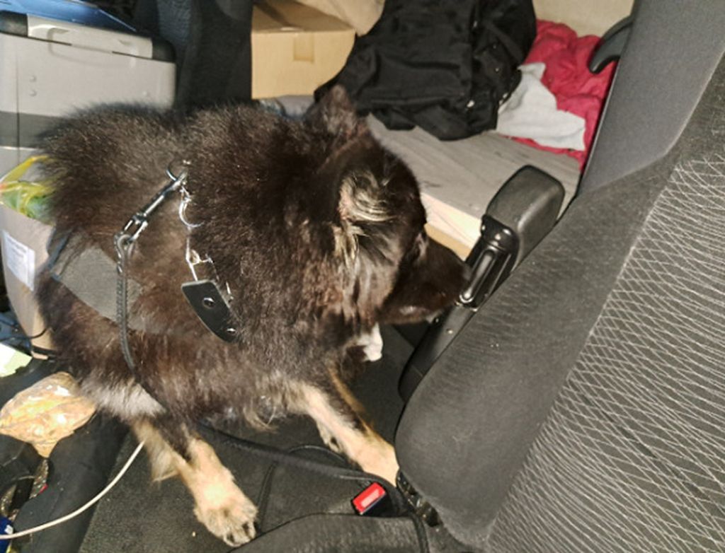 Zapljena carinske uprave - 4