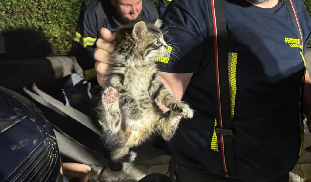 Austrijski vatrogasci spasili su mačku iz motora automobila - 1
