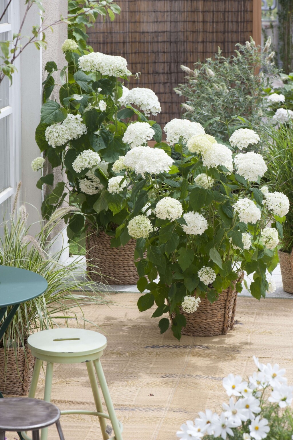 Hortenzija Annabelle