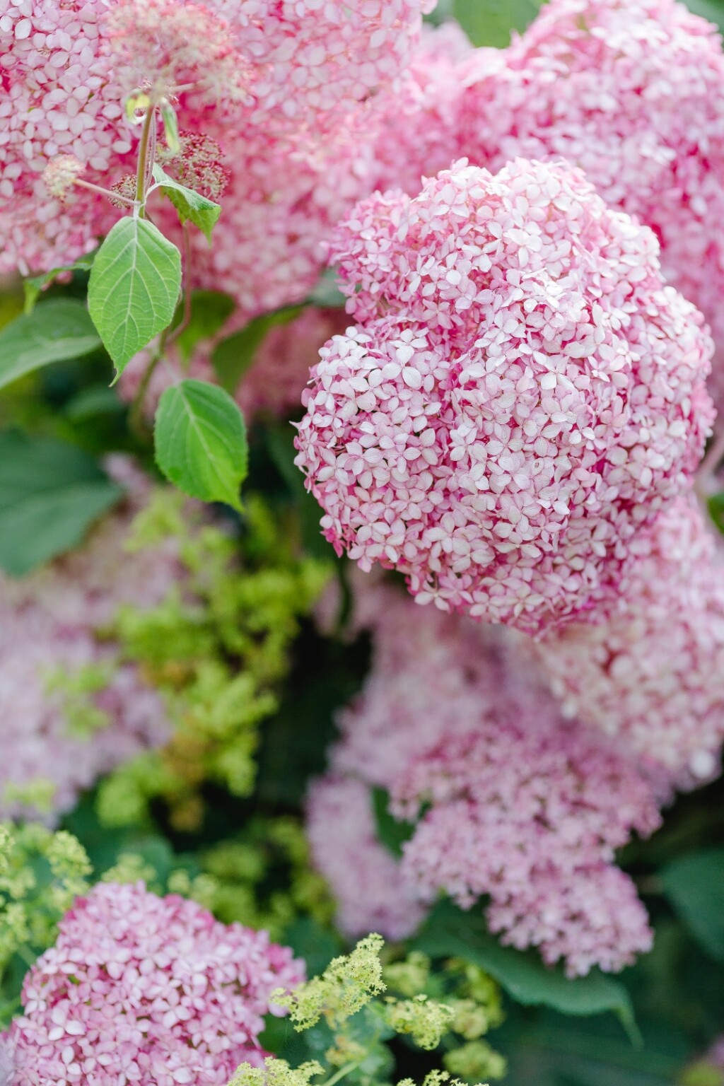 Hortenzija Annabelle može biti i ružičasta