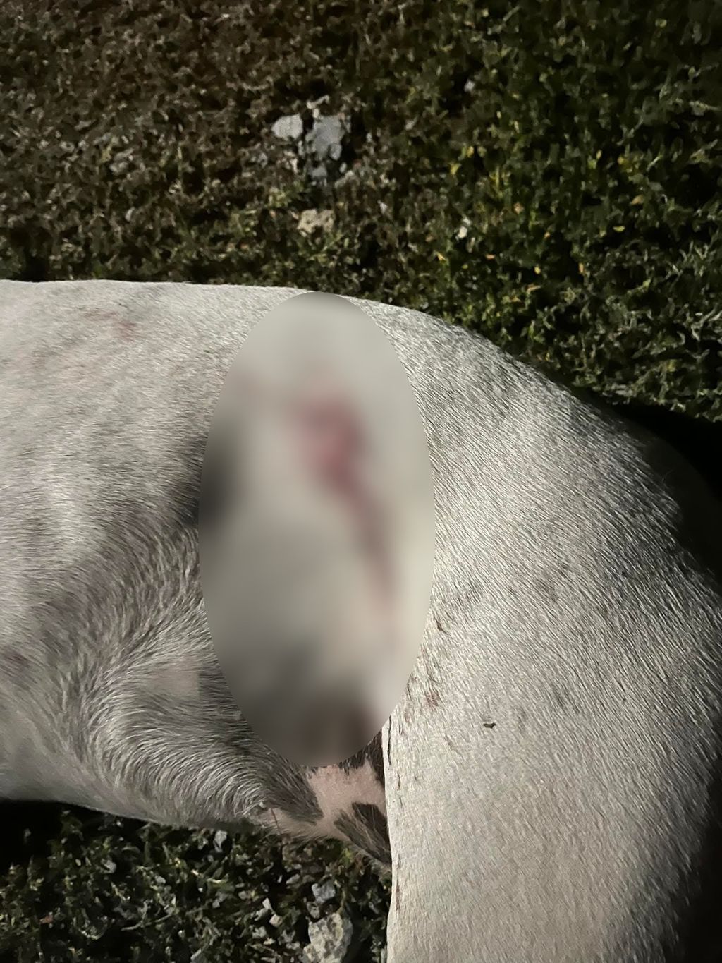 Lovac i pas, ilustracija