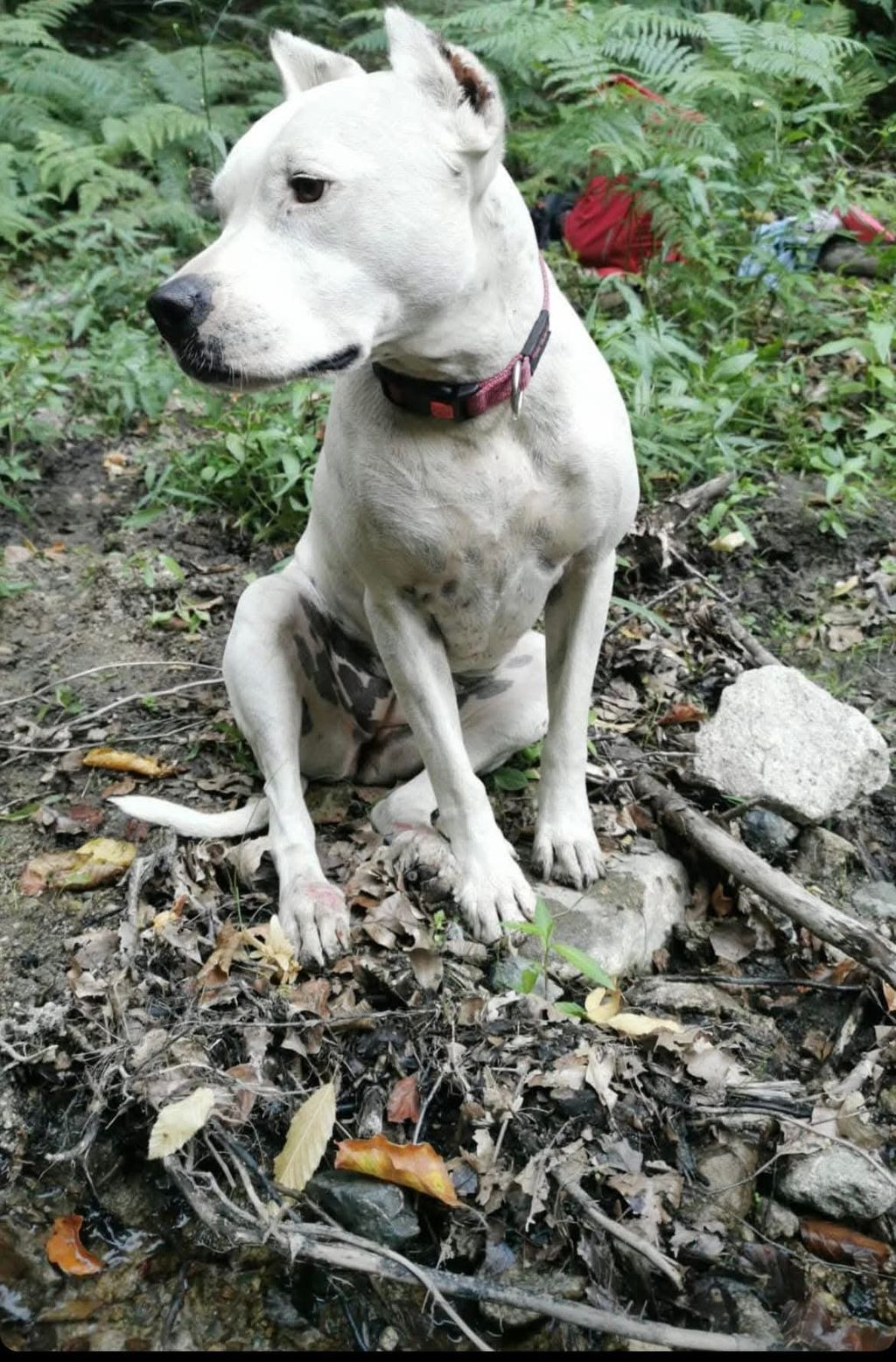 Lovac i pas, ilustracija