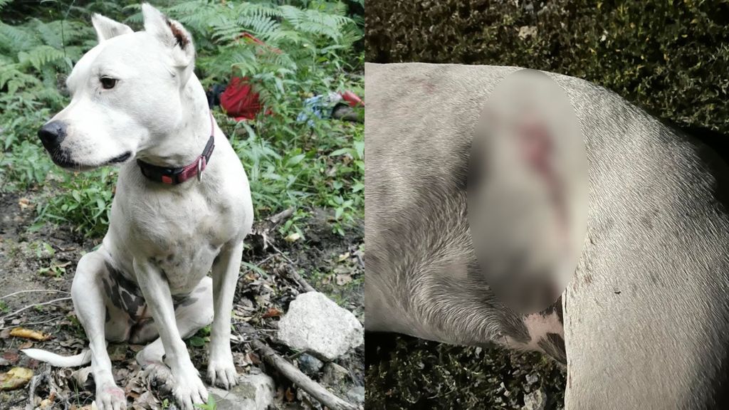 Lovac i pas, ilustracija