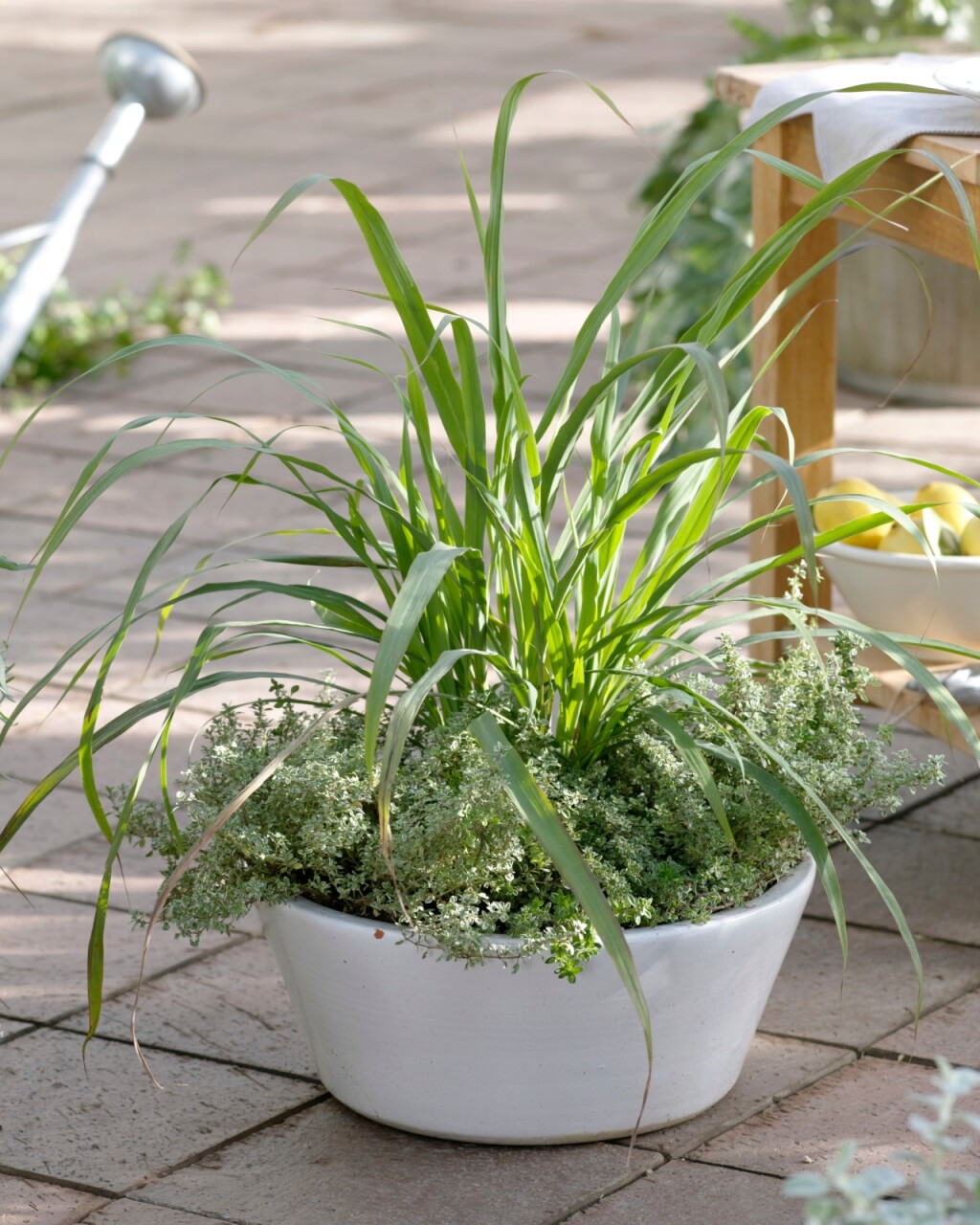 Citronela ili limunska trava odbija komarce