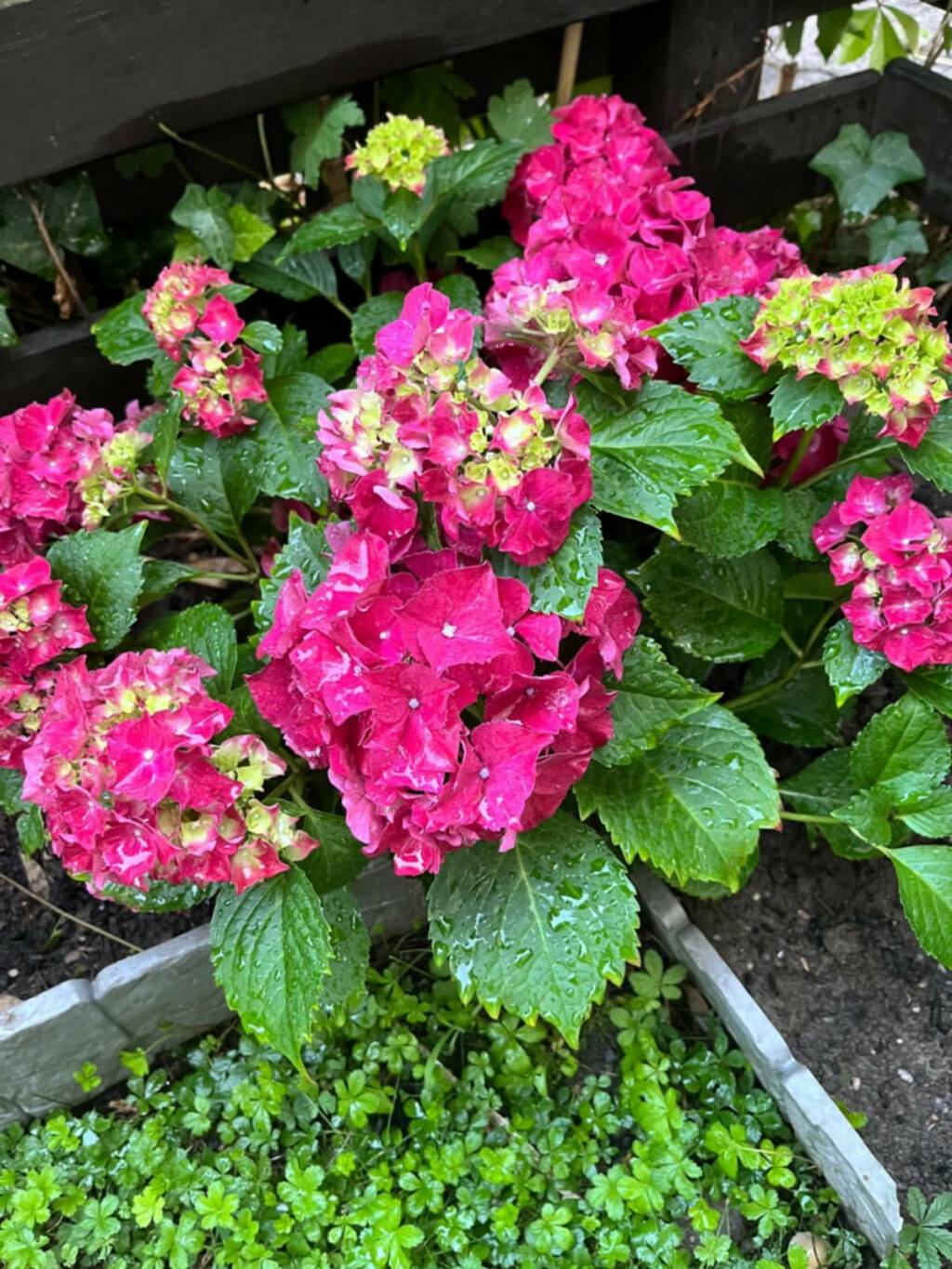 Nataša i Dejan Marinković vole cvijeće pa im je njihov vrt idealno mjesto za sadnju najdražih biljki i uživanje u njima