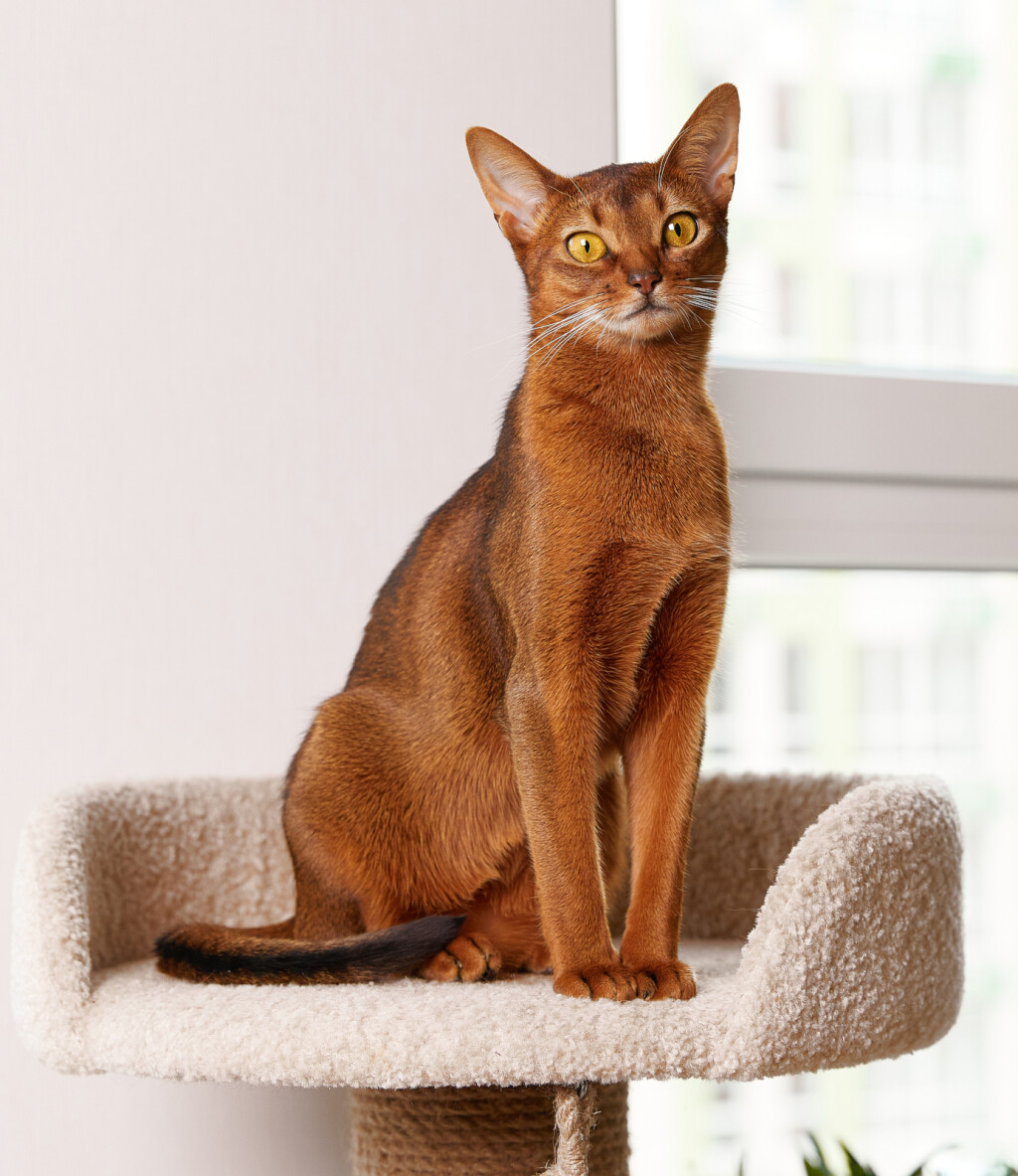 Abesinska mačka poznata je po svojoj aktivnoj prirodi, skače, penje se i istražuje svaki kutak doma