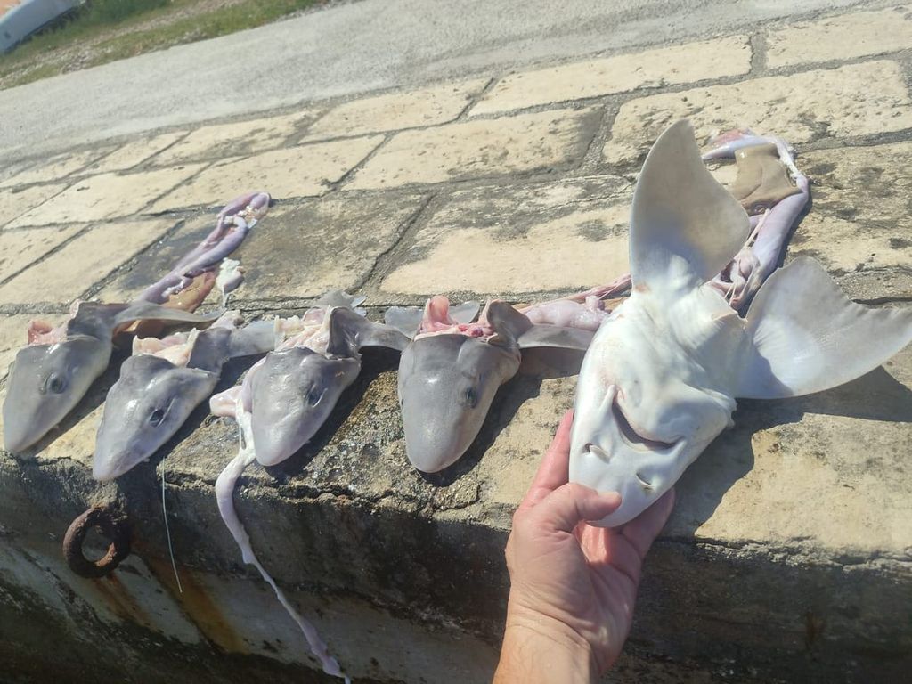 Sreser, poluotok Pelješac