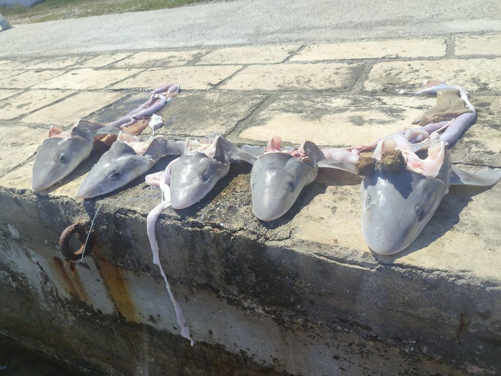 Sreser, poluotok Pelješac