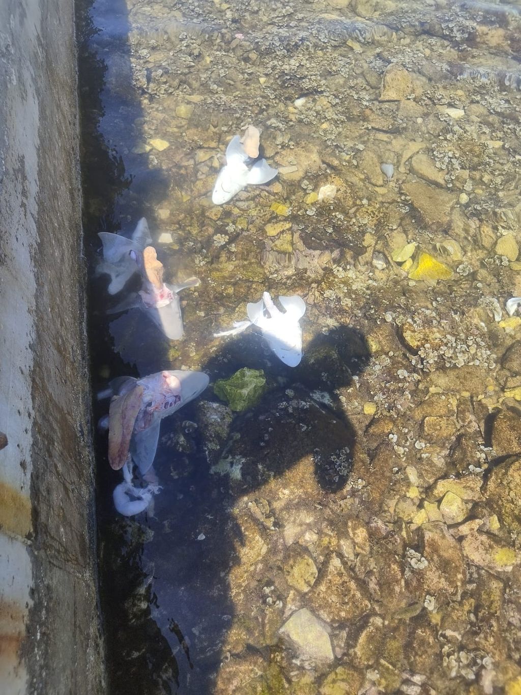 Sreser, poluotok Pelješac