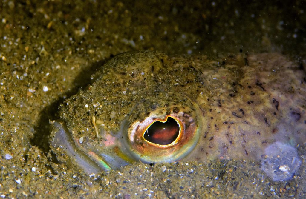 Ribe - Pauk žutac i bijelac - 1