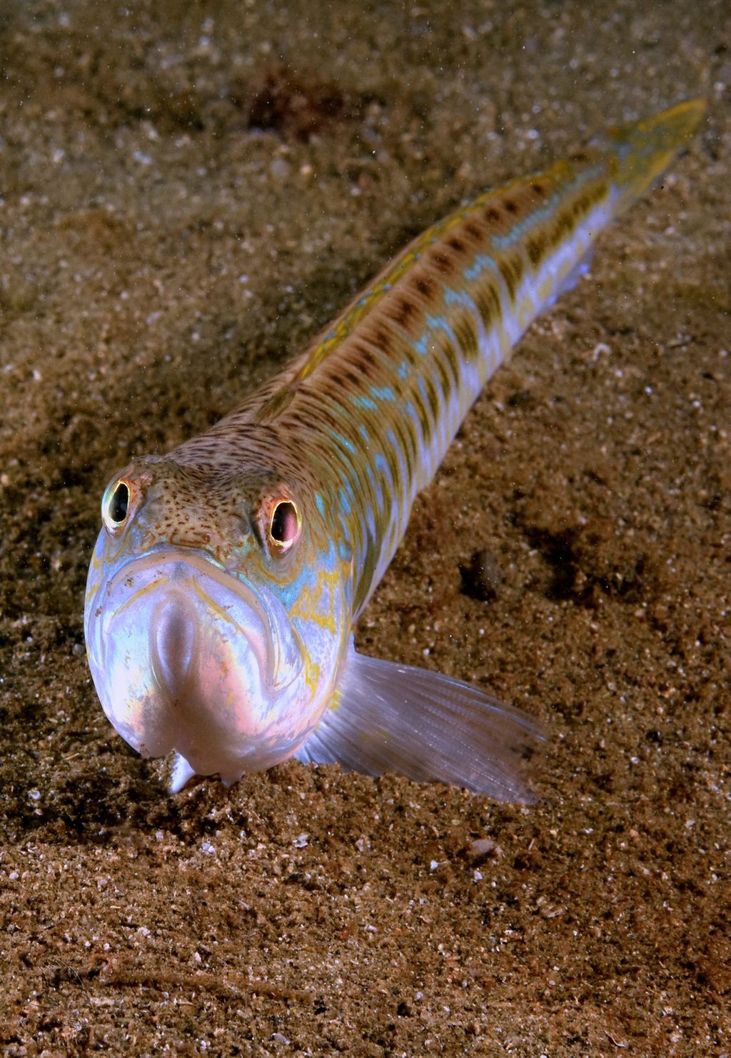 Ribe - Pauk žutac i bijelac - 1