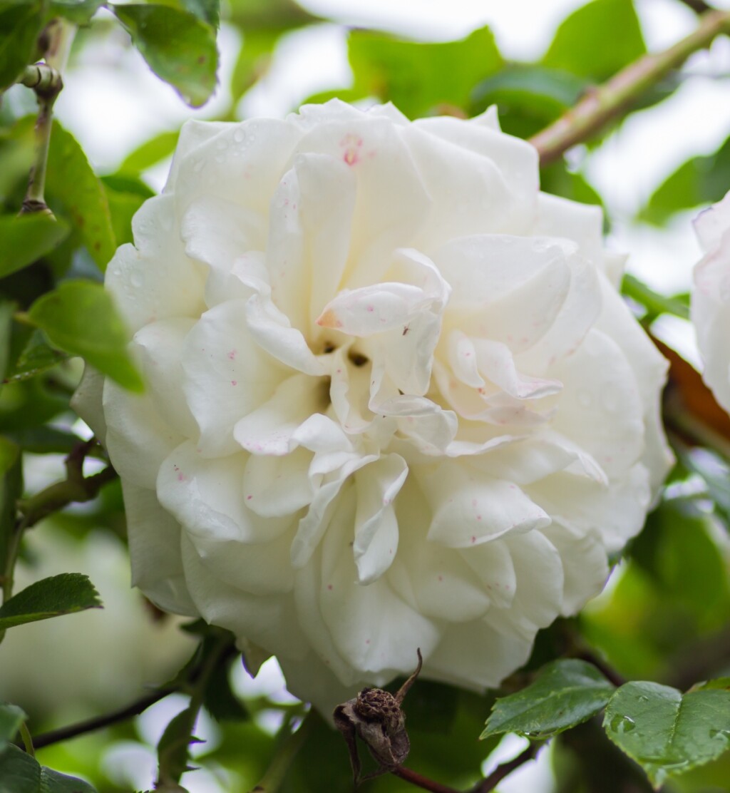 Madamme Alfred Carriere