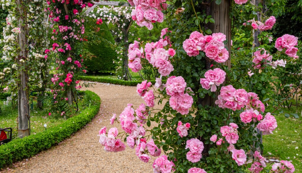 Ruže bez trnja simbol su Velike Gospe