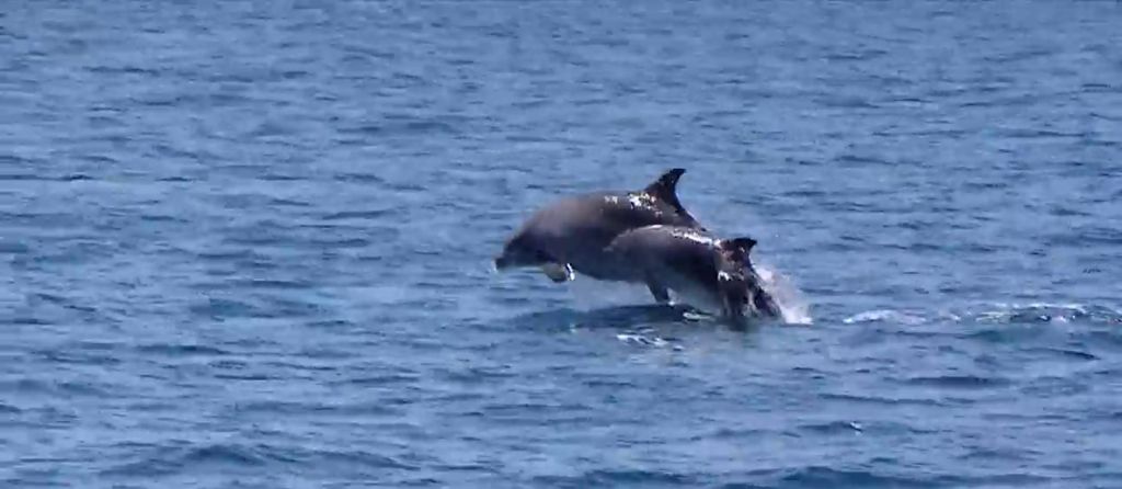 Pronađen mrtvi dupin kod Splita - 1