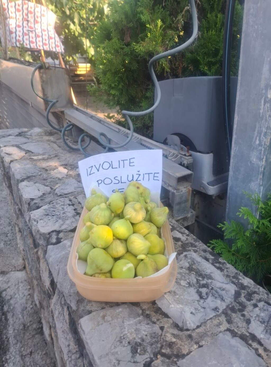 Košara puna smokvi u Malinskoj