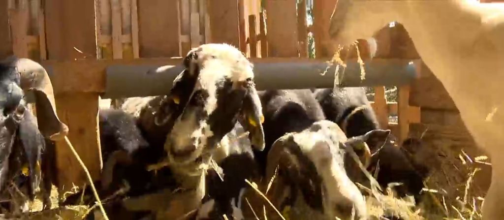 Širi se bolest plavog jezika - 5