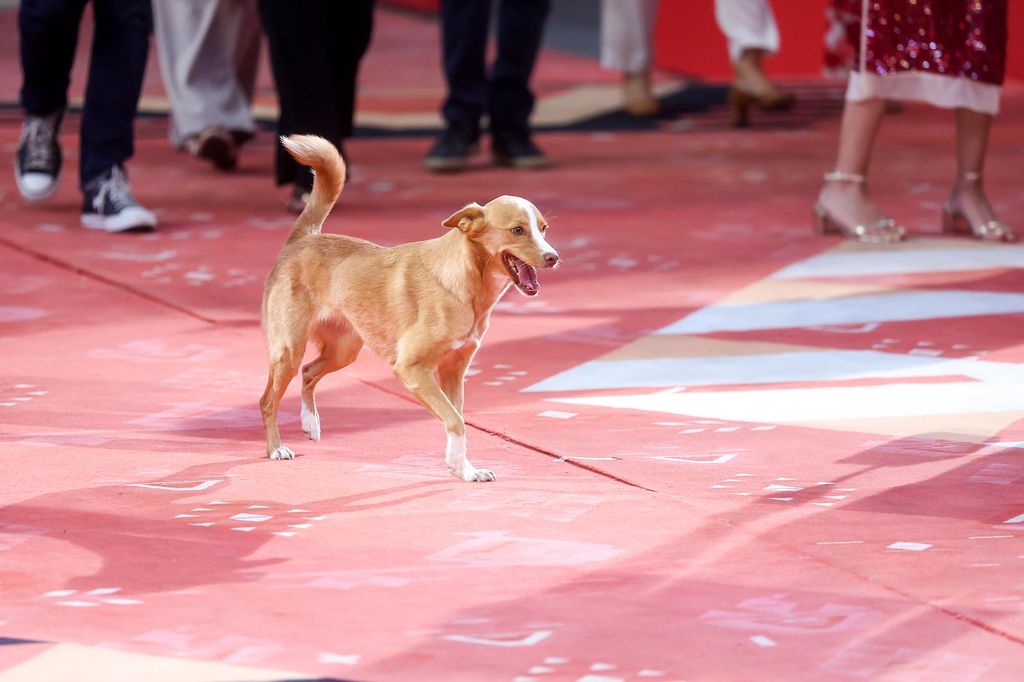 Pas Lija na Sarajevo Film Festivalu - 2