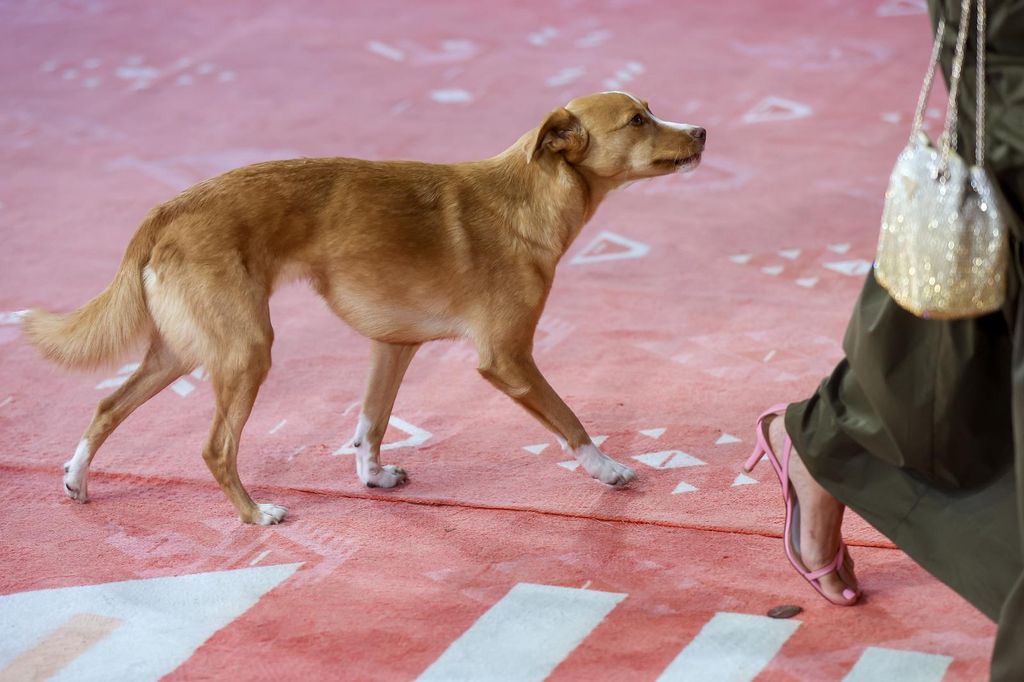 Pas Lija na Sarajevo Film Festivalu - 3