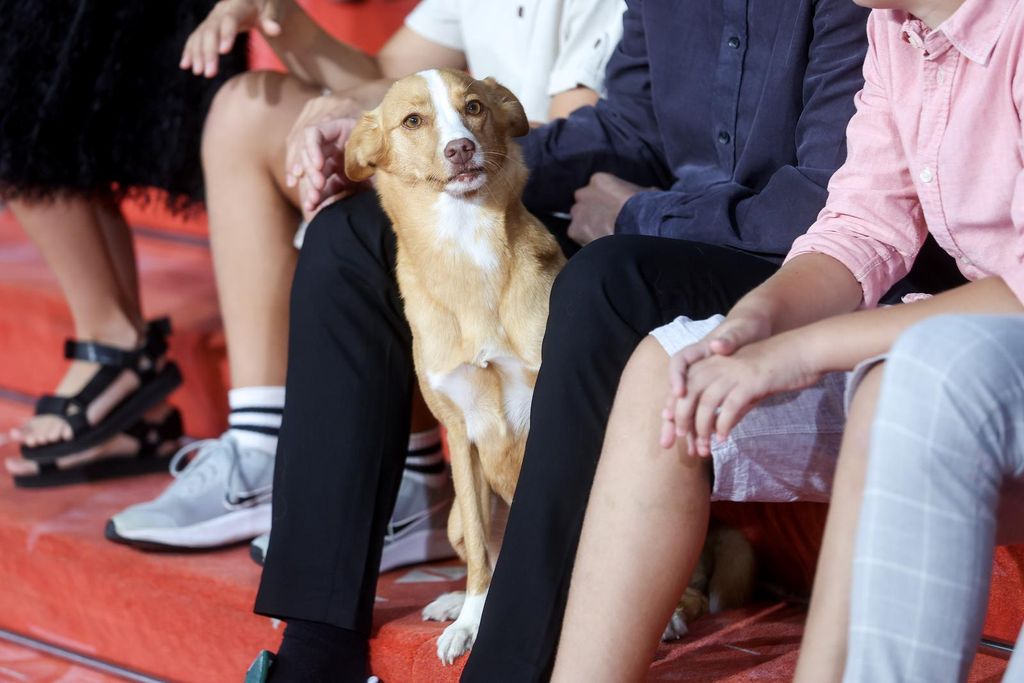 Pas Lija na Sarajevo Film Festivalu - 6