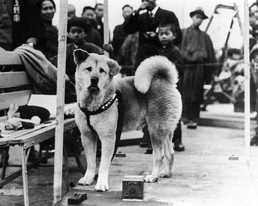 Hachiko - 6