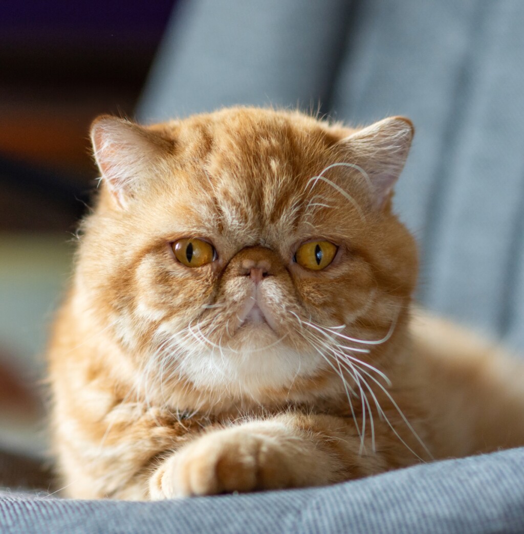 Egzotična kratkodlaka mačka