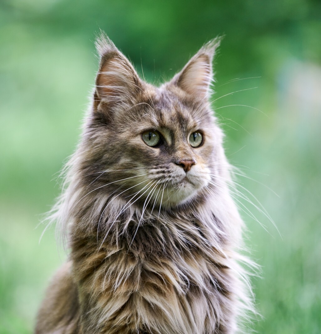 Maine coon