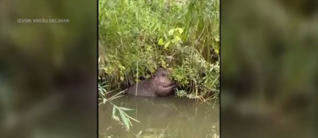 Problemi s dabrovima - 3