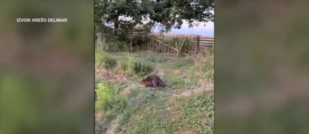 Problemi s dabrovima - 3