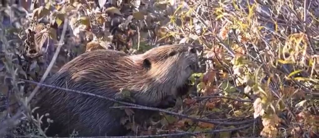 Problemi s dabrovima - 3